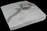 Crinoid (Platycrinites) Fossil - Crawfordsville, Indiana #92759-1